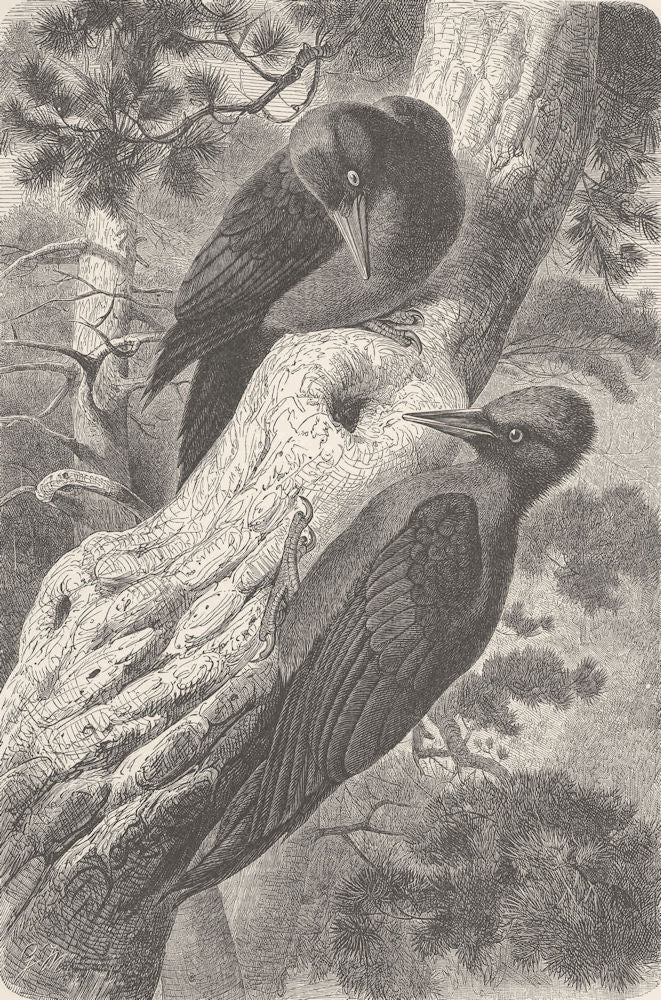 BIRDS. Great black woodpeckers exploring 1894 old antique print picture